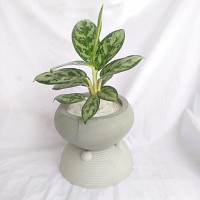 Compatta Plant